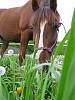 Trojan enjoying the spring grass