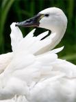 Beautiful Swan's Avatar