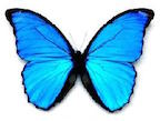 ButterflyBlue