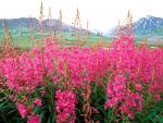 AKFireweed